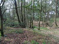 Glade Wood